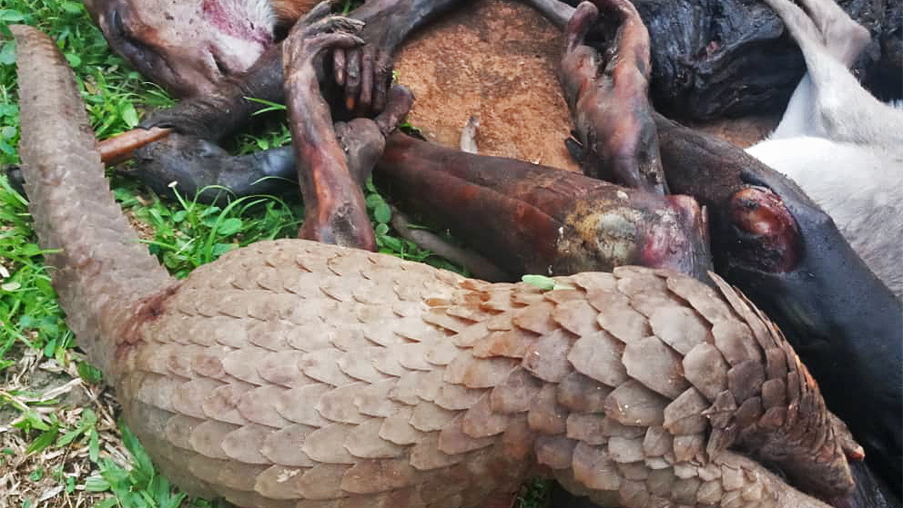 restes d'animaux saisis par des forces de sécurité au Cameroun