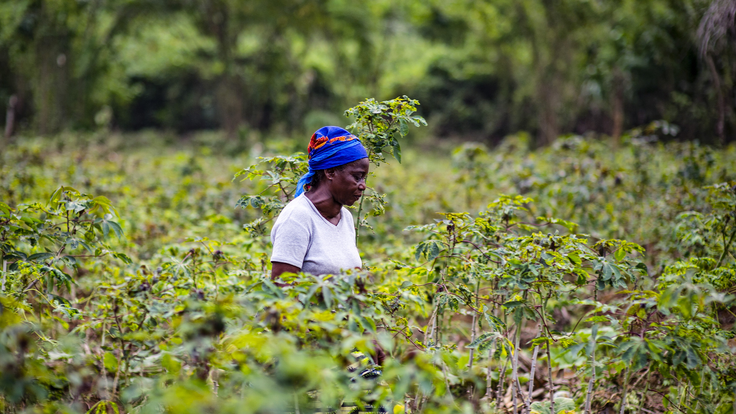 Un agriculteur dans un champ de manioc