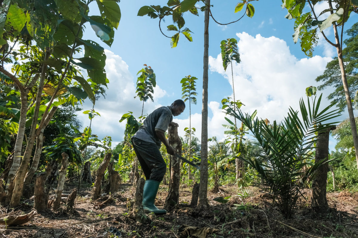 Plantation de bananes, de teck et de cacao à Yanonge - RDC. Photo par Axel Fassio/CIFOR-ICRAF.