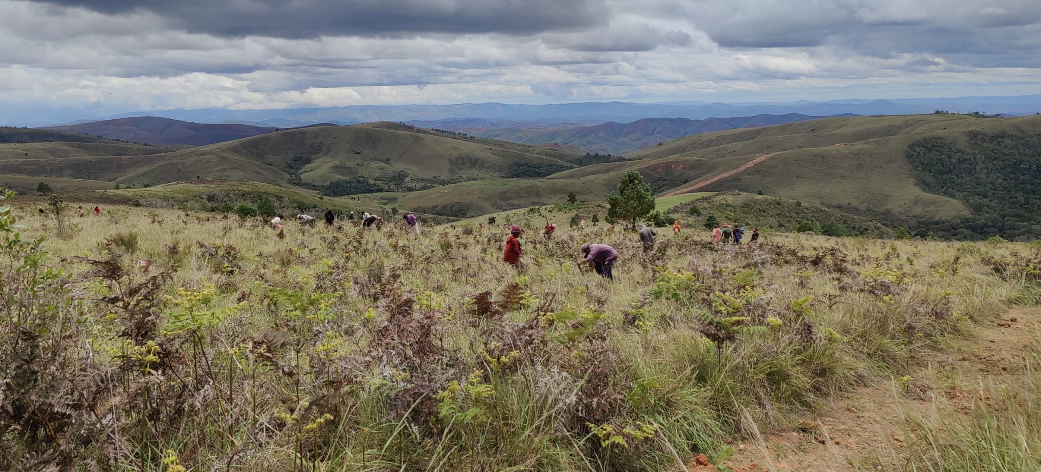 Le site de reboisement de Graine de vie à Ambohintantely, avant l’incendie d’octobre 2022.