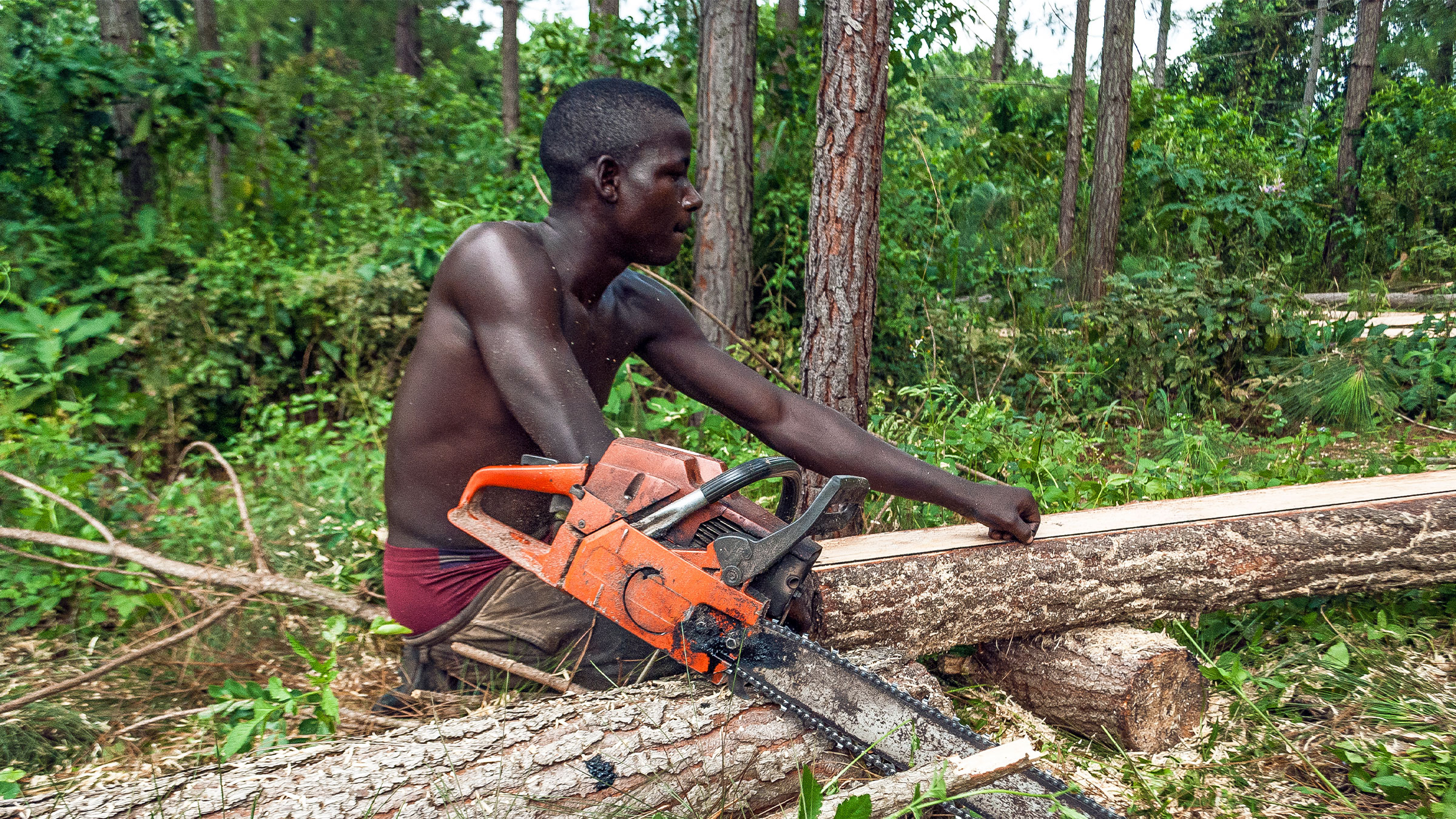 Bûcheron ougandais marquant un arbre abattu dans le district de Hoima.