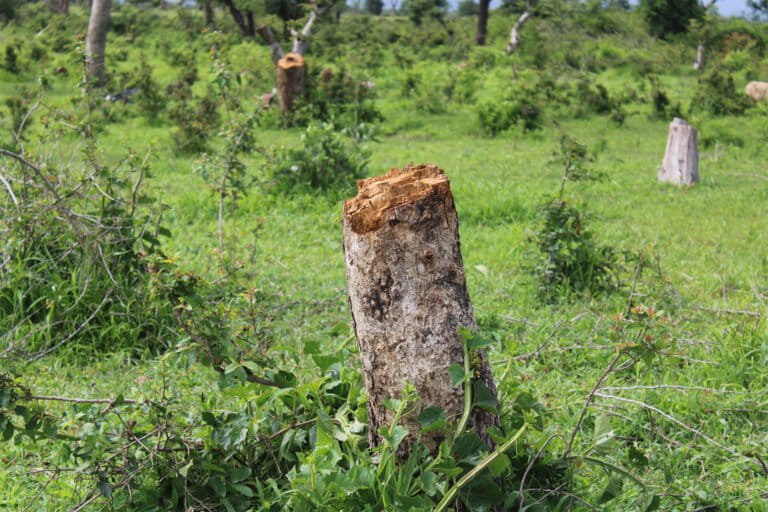 Des arbustes coupés abusivement dans la réserve forestière de Zamay par les réfugiés nigérianes pour le bois de chauffage.