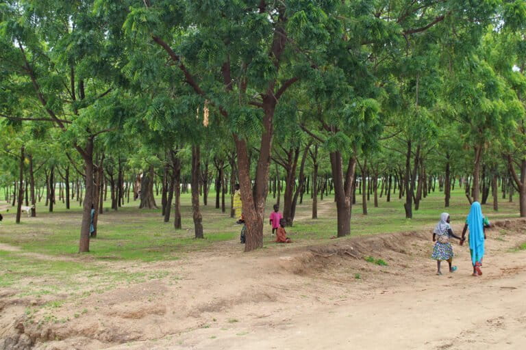 Une plantation forestière créée à proximité du camp des réfugiés de Minawao, mais qui reste menacée d’exploitation.