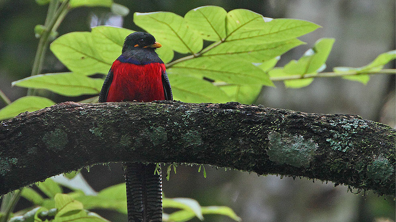 Un trogon dans le bassin de la forêt tropicale du Congo.