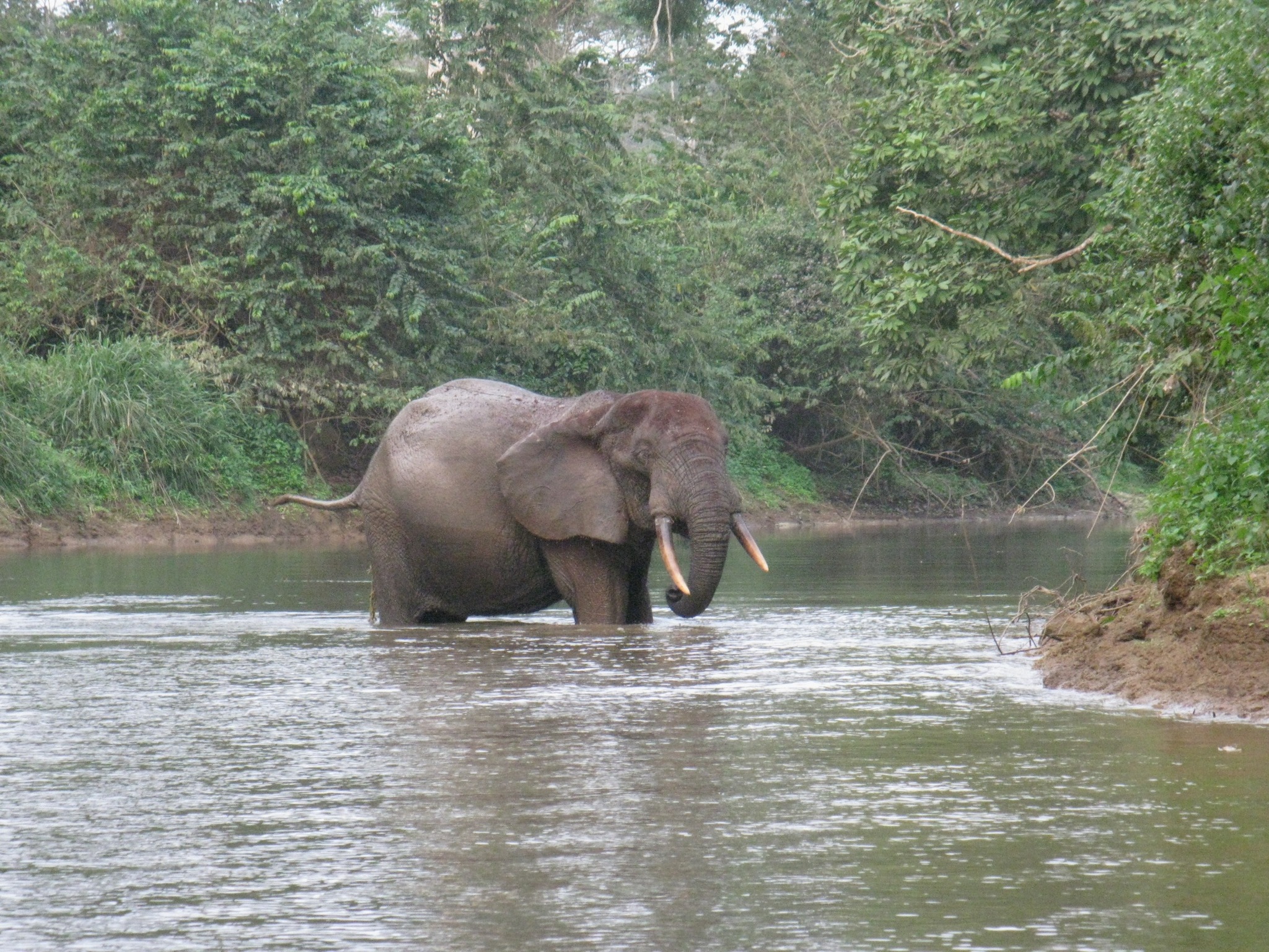 Elephant (Loxodonta cyclotis). Image de Lucy Keith-Diagne via iNaturalist (CC BY 4.0).