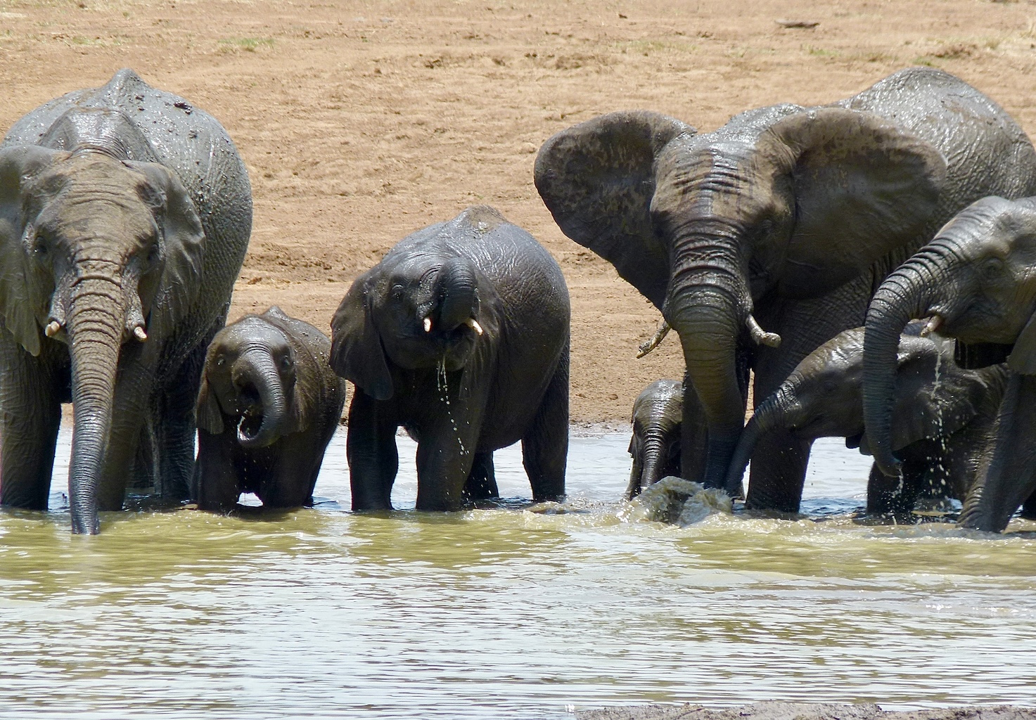 Des éléphants de savane (Loxodonta africana) buvant dans le Ratlhogo Waterhole Hide, à Pilanesberg NP, au Nord-Ouest, en Afrique du Sud. Image de Bernard Dupont via Flickr (CC BY-SA 2.0).