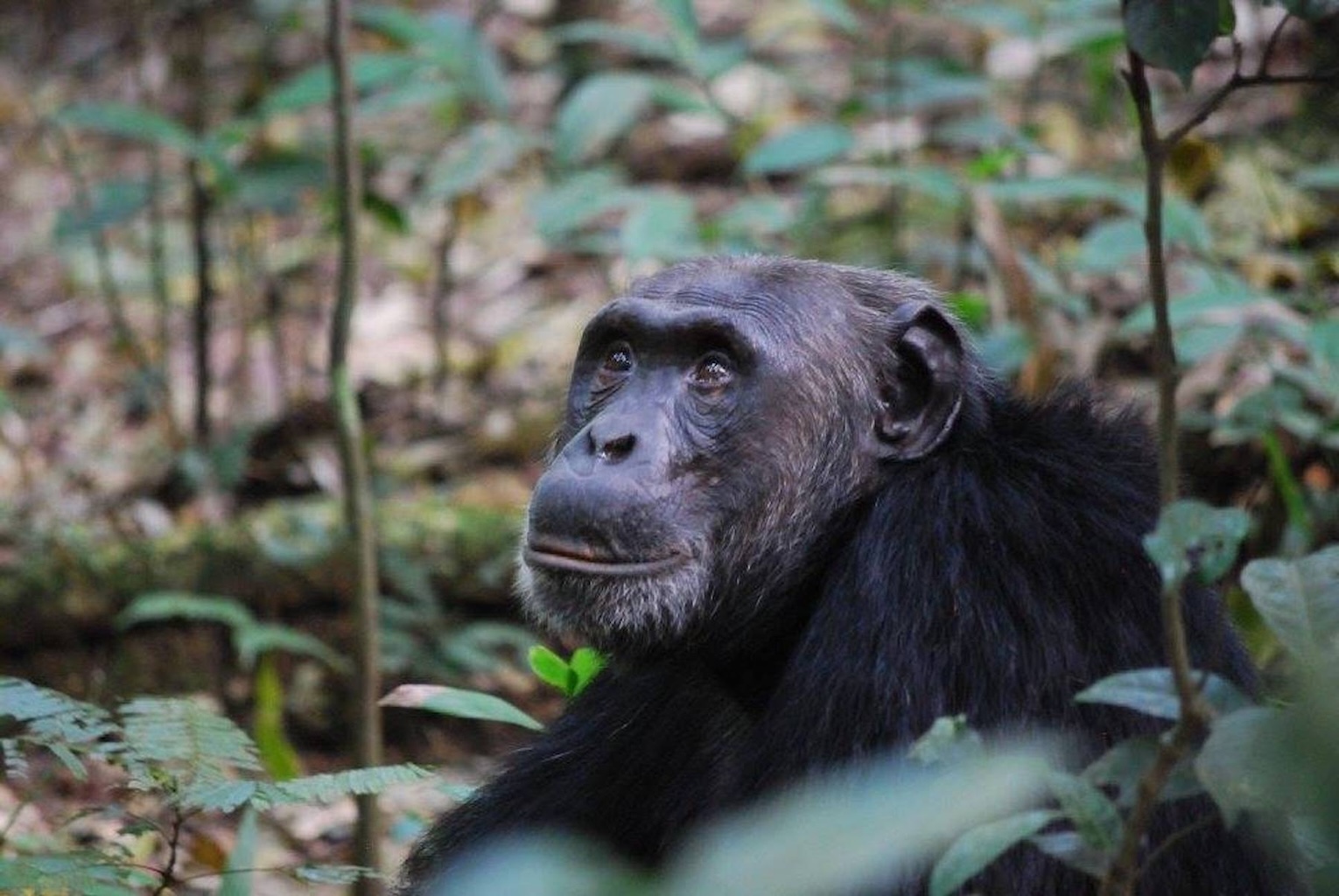 Un chimpanzé ougandais dans un habitat en voie de disparition. Image offerte par Anna Dulisse. 