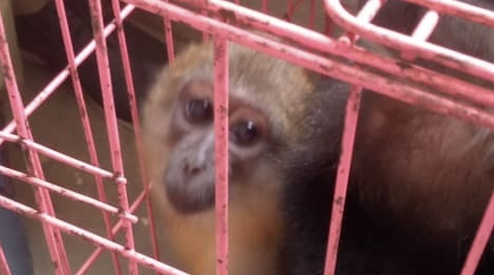 Plusieurs sources contactées par Mongabay démentent l’information de fraude et de trafic mais expliquent qu’il s’agit d’un transfert légal des singes et évoquent une erreur de communication entre les services de l’Etat, qui auraient été mis au parfum de l’opération de transfert des primates du Sankuru vers le sanctuaire de Jeunes animaux confisqués de Katanga. Image de Séraphin Nteko Lombole, Chef de Division provinciale de l'Environnement à Sankuru avec son aimable autorisation.