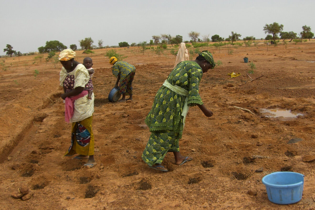 Plantation de gombos dans des fosses à zaï. Image de Alina via Flickr (CC BY-NC 2.0)