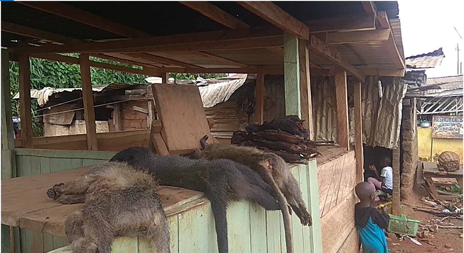 Différents types de viande de brousse au marché routier de Bayomen, au Cameroun. De l'avant à l'arrière : deux porcs-épics fumés, deux singes, une antilope femelle (Tragelaphus sp.) et une civette africaine (Civettictis civetta). Image de Constant M. Mbun / TRAFFIC avec son aimable autorisation.