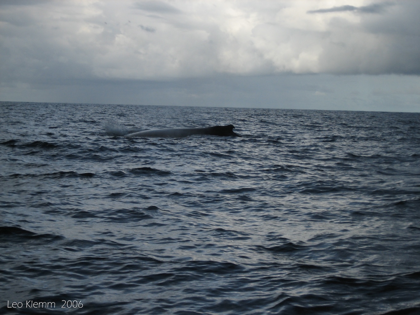 Une baleine à bosse, Îles de Los au large de Conakry. Image de Leo Klemm via Flickr (CC BY-NC-ND 2.0).