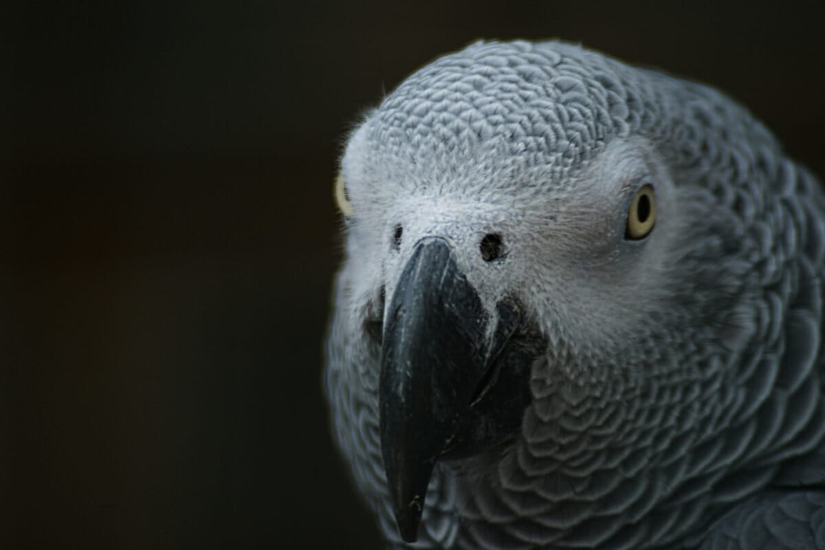 Perroquet gris d'Afrique (Psittacus erithacus). Image de Jakob Pfalz via Unsplash.
