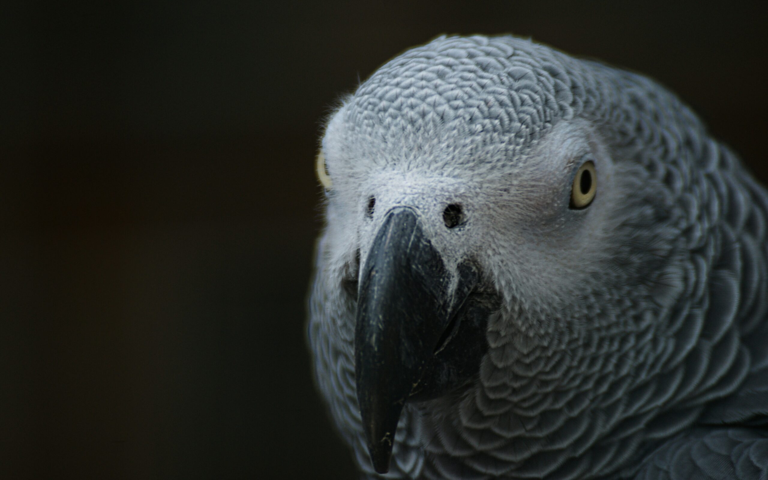 Perroquet gris d'Afrique (Psittacus erithacus). Image de Jakob Pfalz via Unsplash.