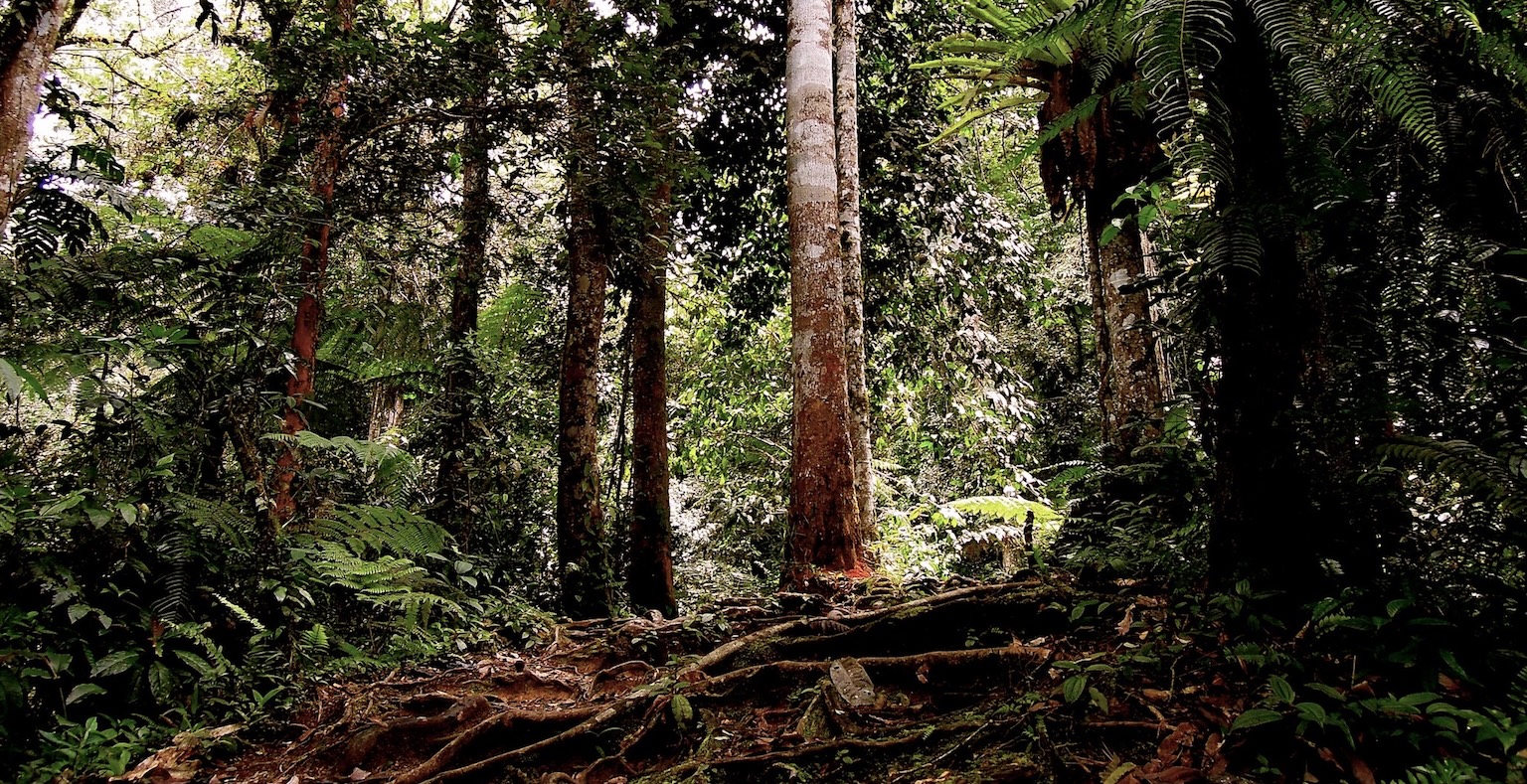 Forêt du Cameroun. Image de Karolina Lubryczynska via Flickr (CC BY-NC-ND 2.0).