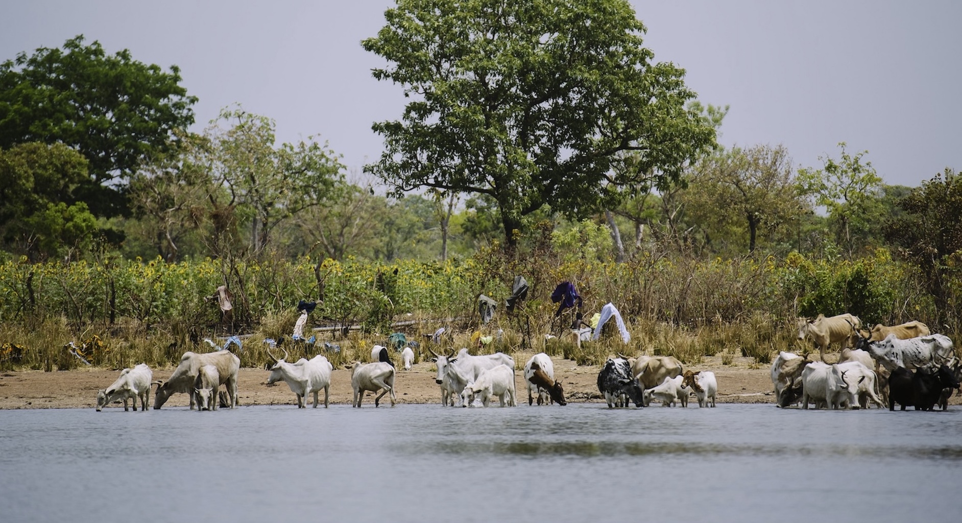 Les bovins s’abreuvent dans un réservoir, souvent le dernier point d’eau pendant les mois les plus chauds et les plus secs de l’année, dans le village de Zorro, au Burkina Faso. Image d’Ollivier Girard/CIFOR via Flickr (CC BY-NC-ND 2.0).