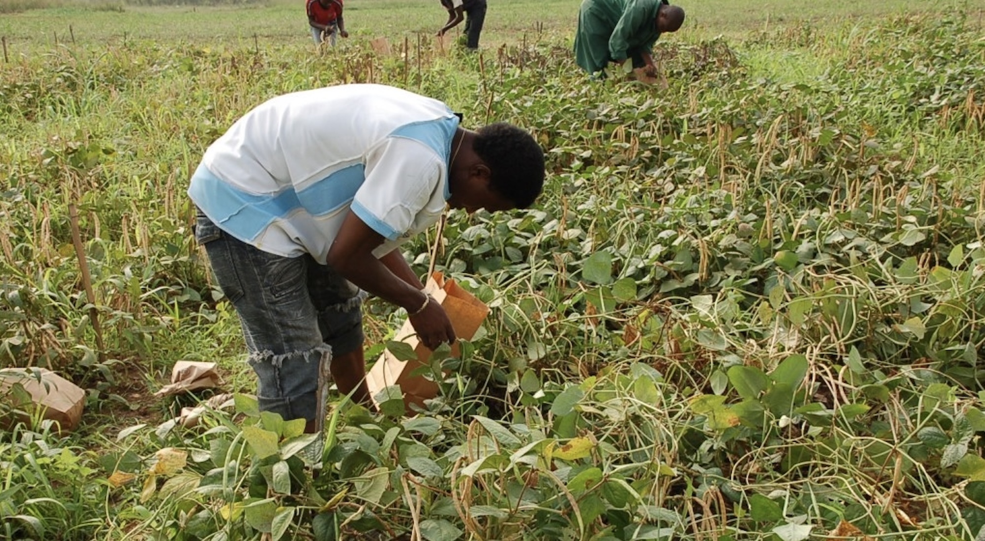 Des ouvriers agricoles récoltent des gousses de niébé mûres dans un champ. Image de Institut International d'Agriculture Tropicale (IITA) via Flickr (CC BY-NC 2.0).