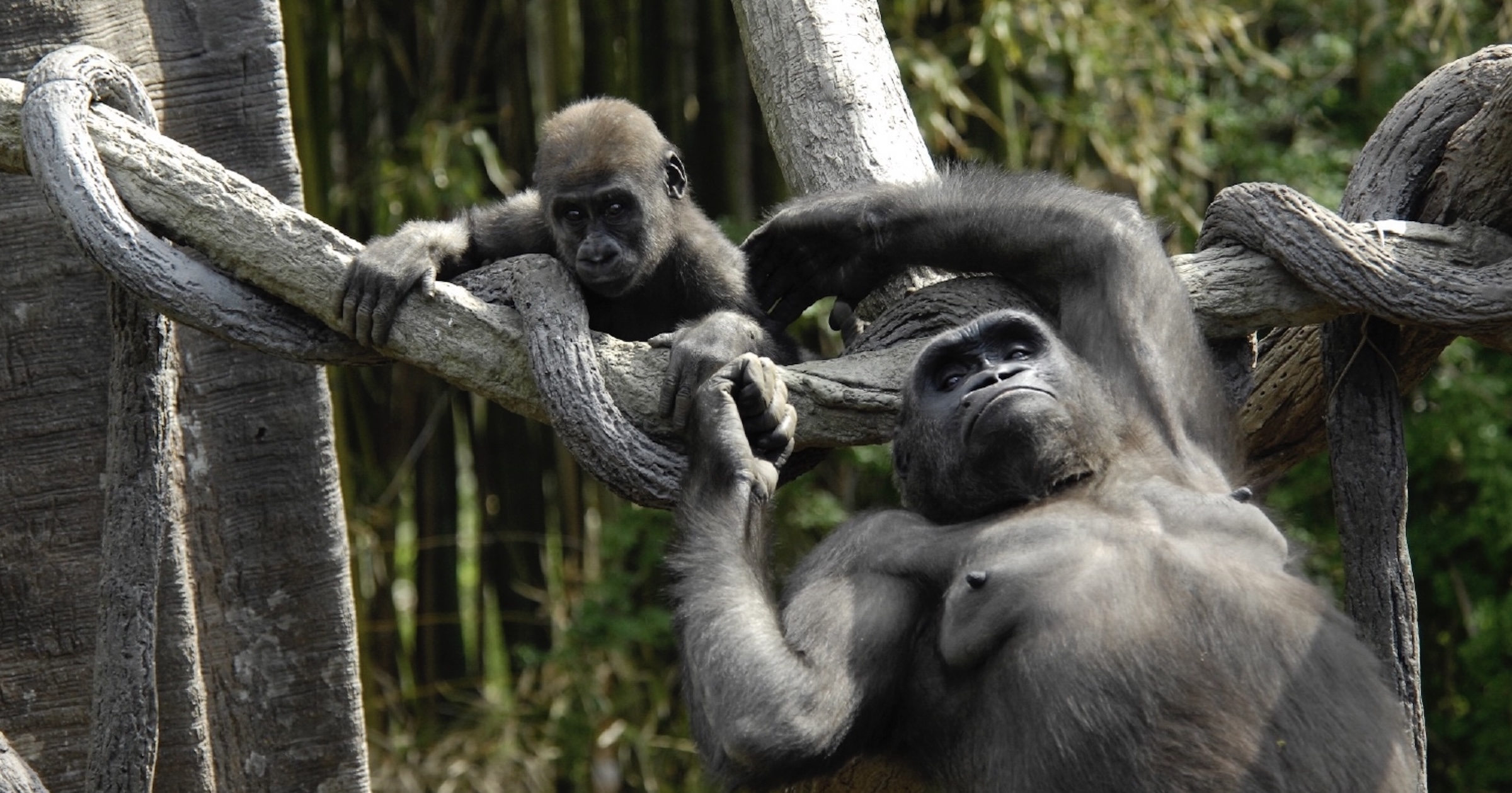 Mère et bébé gorille des plaines occidentales en RDC. Image de Julie Larsen Maher, Wildlife Conservation Society via Flickr (CC BY-NC 2.0).
