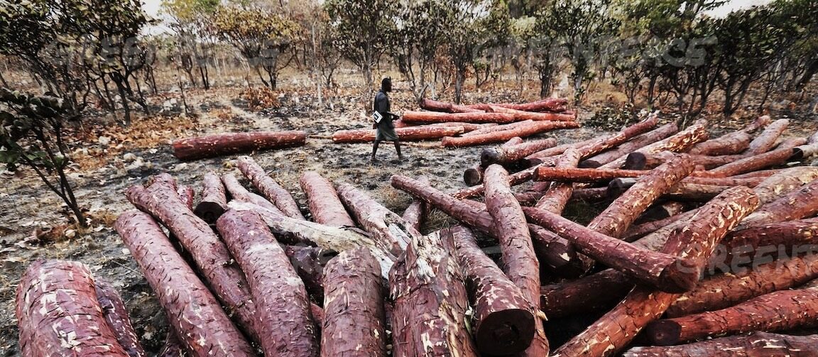 Le Mukula est un bois dur rare et à croissance lente, propre à l'Afrique australe et centrale. Le Mukula a été illégalement exploité et commercialisé de la Zambie et de la RDC vers la Chine au cours de la dernière décennie, alimentant la demande croissante de « bois de rose » sur le marché chinois. Image de Lu Guang / Greenpeace.
