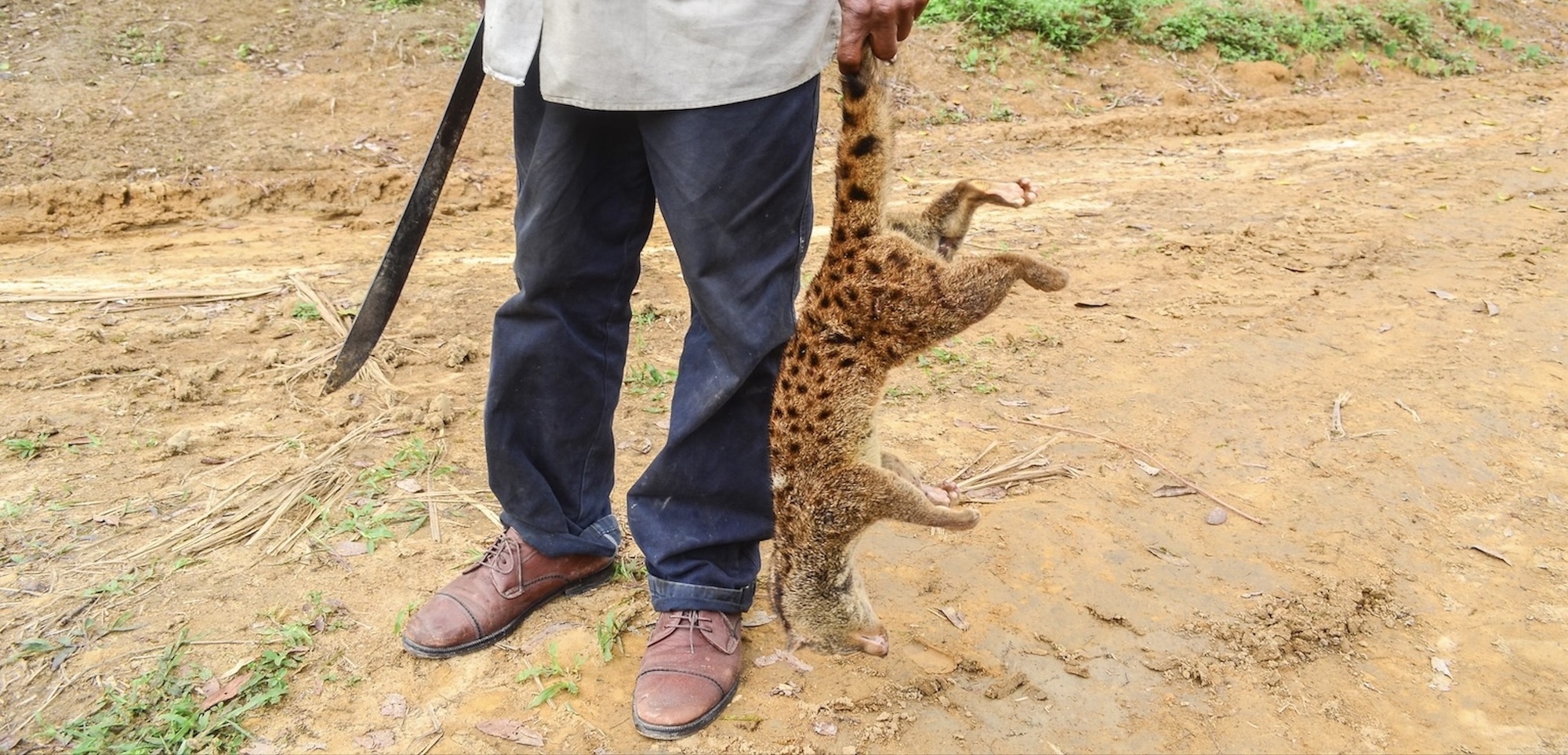 Viande de brousse. Un chasseur tenant en main un animal tué. Image de jbdodane en date de 05 janvier 2014 au Congo près de Makaga Sibiti via Flickr (CC BY-NC 2.0).
