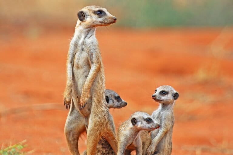 Suricate (Suricata suricatta) avec 3 petits, réserve de Tswalu Kalahari, Afrique du Sud. Image de Charles J. Sharp via Wikimédia Commons (CC BY-SA 4.0).