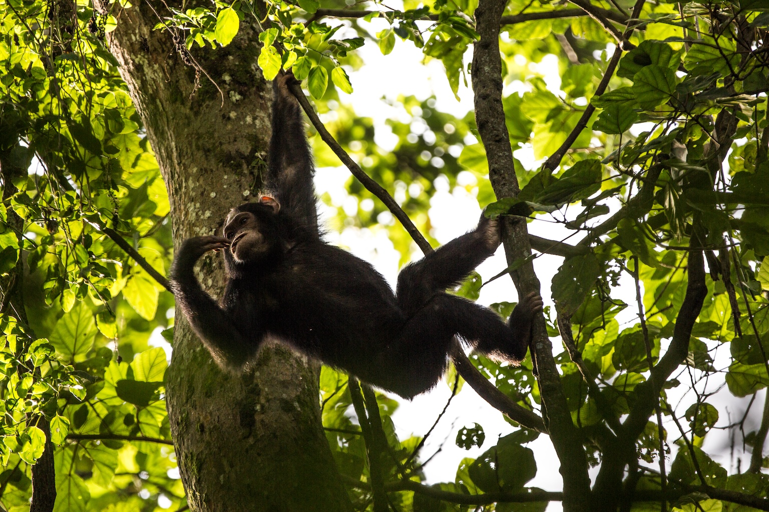 Chimpanzés du Mikeno Lodge dans le Parc national des Virunga, en RDC. Image de Joseph King via Flickr (CC BY-NC-ND 2.0).