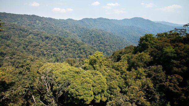 Les forêts naturelles au Rwanda comme ailleurs en Afrique centrale sont désignées comme des réservoirs importants de carbone. La réserve naturelle de Nyungwe située dans la partie rwandaise du bassin du Congo, est l'un des véritables puits de carbone. Image de Aimable Twahirwa pour Mongabay.