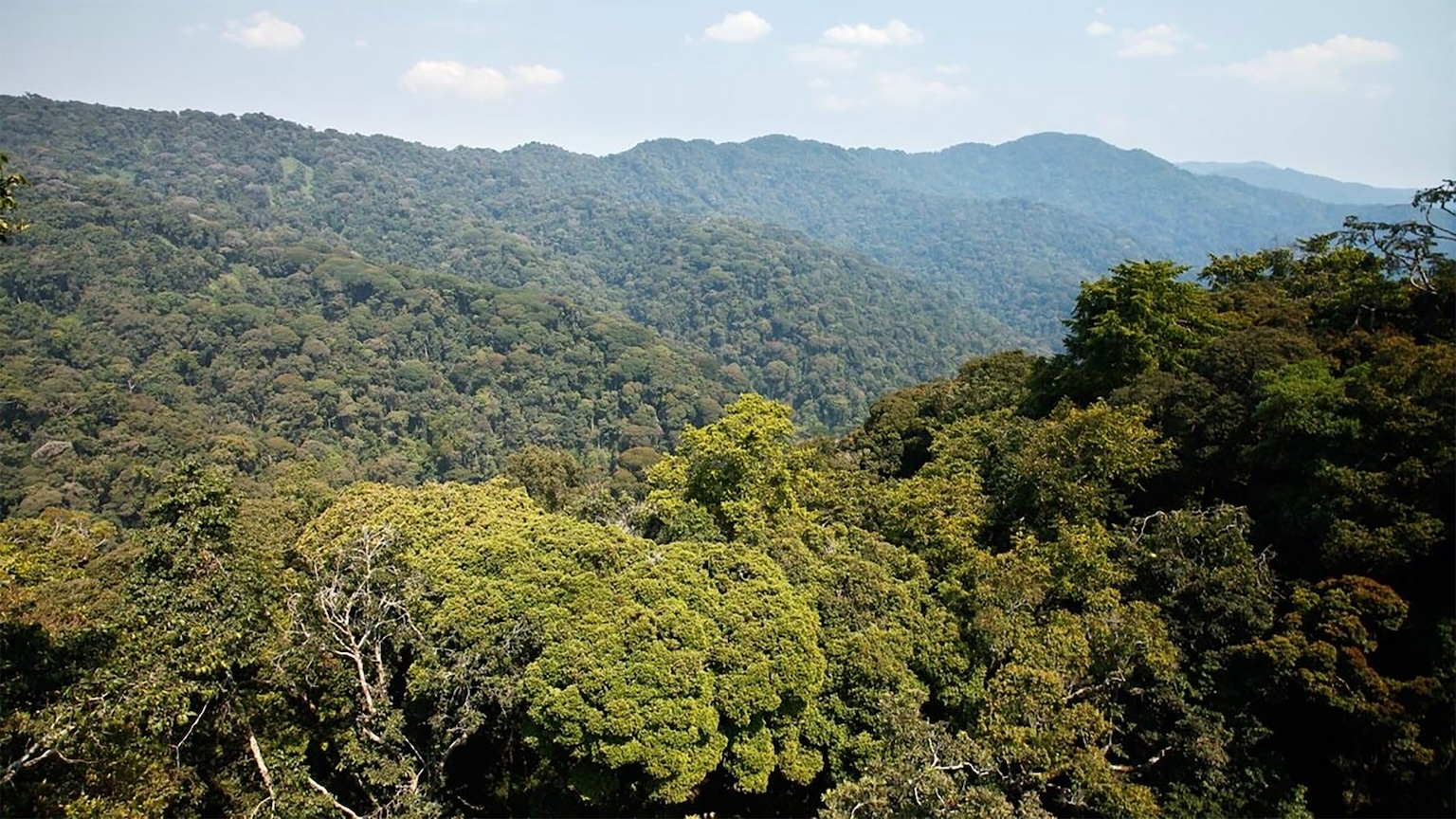 Les forêts naturelles au Rwanda comme ailleurs en Afrique centrale sont désignées comme des réservoirs importants de carbone. La réserve naturelle de Nyungwe située dans la partie rwandaise du bassin du Congo, est l'un des véritables puits de carbone. Image de Aimable Twahirwa pour Mongabay.
