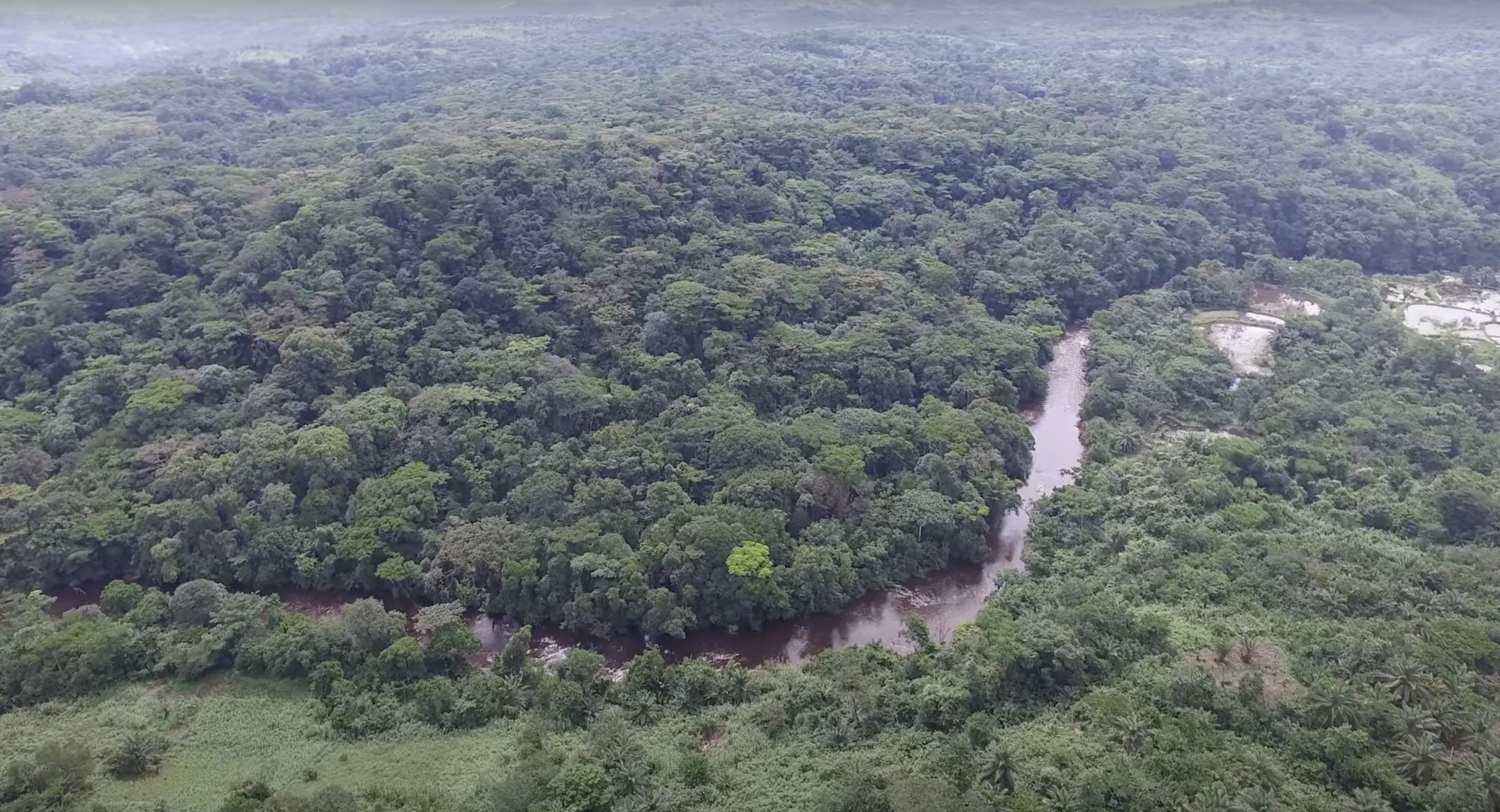 La forêt tropicale d'Itombwe fait l’objet d’une déforestation poussée. Le sempiternel conflit armé à l’Est de la RDC en est une cause de la perte rapide du couvert végétal de cet écosystème du bassin du Congo. Image par Mongabay.