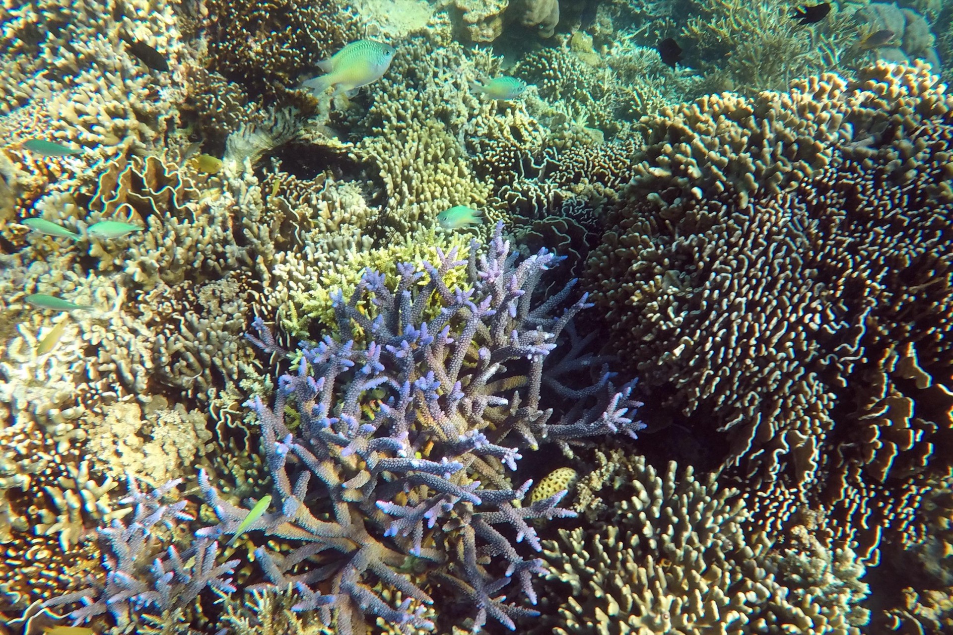 Des récifs coralliens. Image par Mongabay.