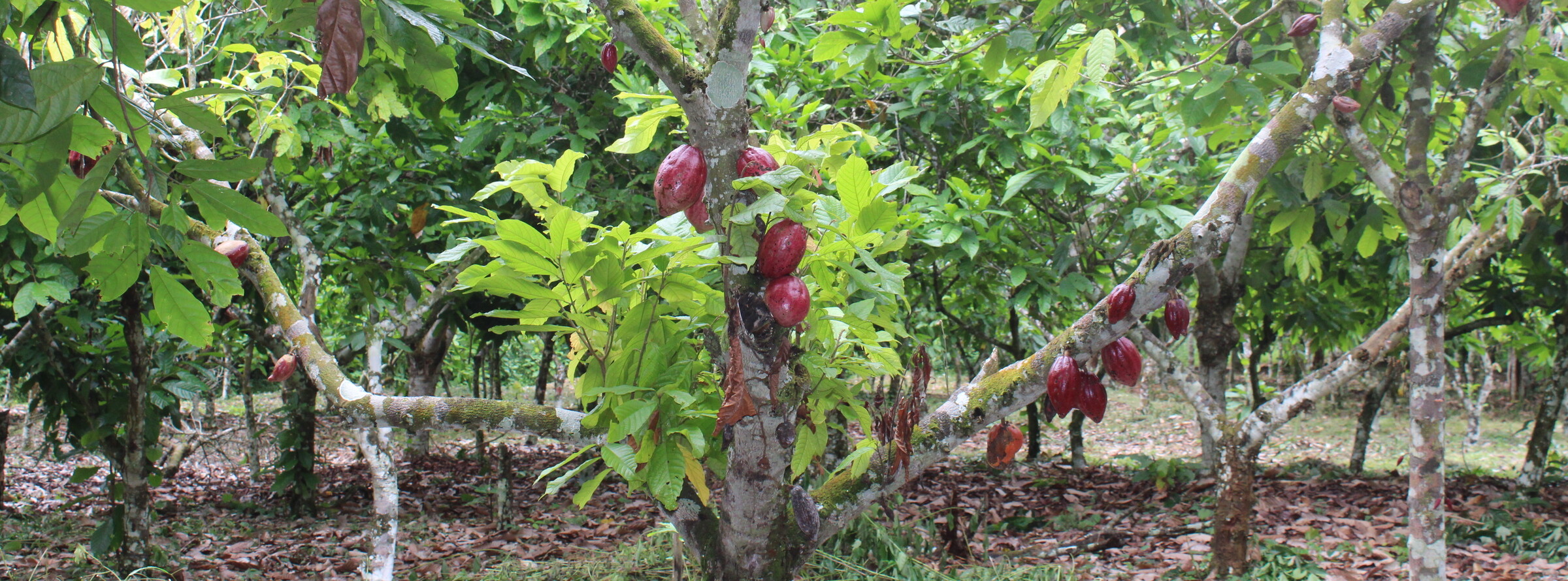Cacaoyère associé aux fruitiers. Image d’Irénée Modeste Bidima pour Mongabay.