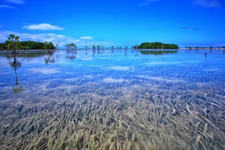 Un sanctuaire des herbiers marins. Image de Herbert Kikoy via Wikimédia Commons (CC BY-SA 4.0).