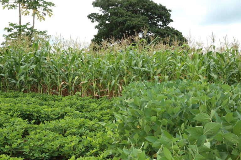 Rotation maïs-soja-arachide promue par Africa RISING dans le district de Ntcheu au Malawi. Les agriculteurs bénéficient de nombreux avantages écologiques, comme une meilleure fertilité des sols, grâce à la rotation maïs-légumineuses. Image de IITA/Jonathan Odhong’ via Flickr (CC BY-NC-SA 2.0).