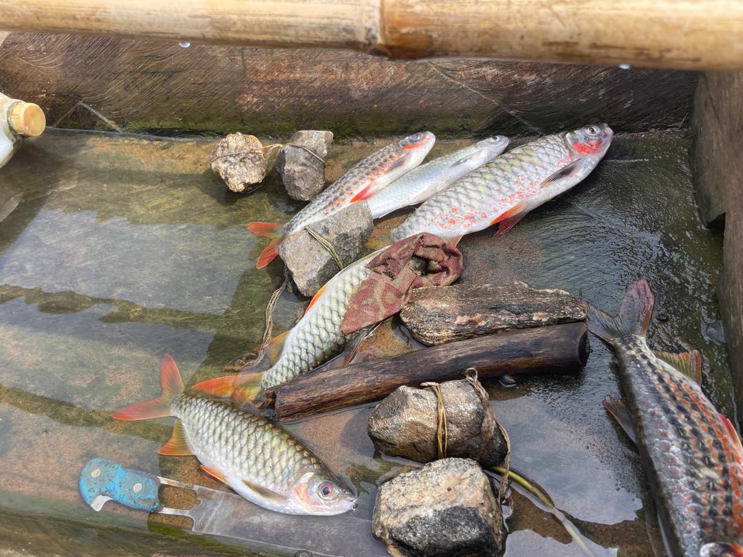 La moisson de Gaston Goudwe au terme d’une matinée de pêche sur le fleuve Sanaga à Batchenga. Image de Yannick Kenné pour Mongabay.