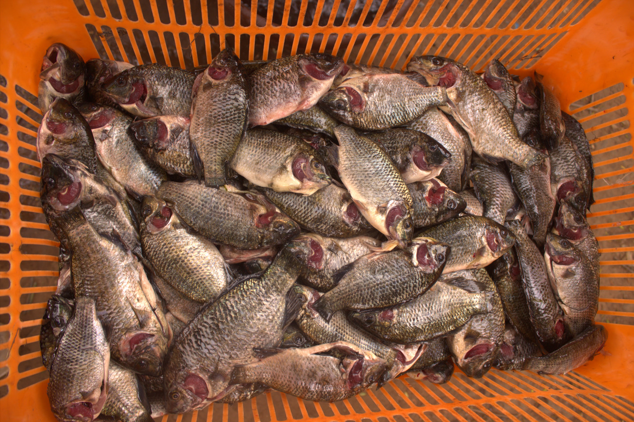 Les tilapias pêchés dans les eaux douces de la Lufira. Photo de Saibe Kabila pour Mongabay.