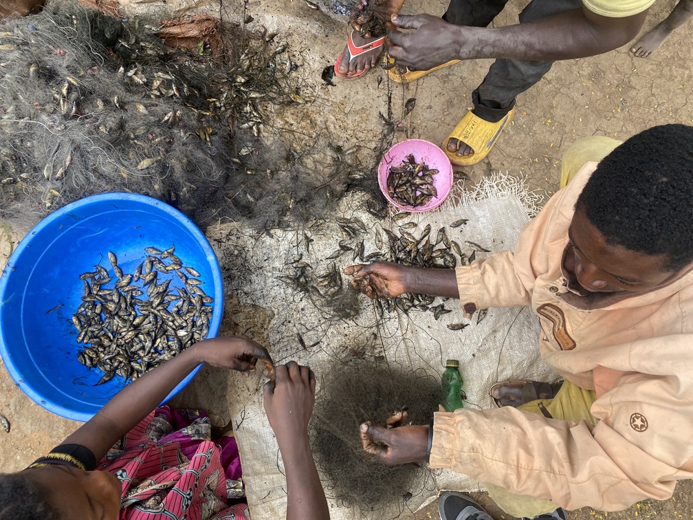 Des pêcheurs en train de trier les poissons des filets à Kapolowe. Image de Saibe Kabila pour Mongabay.
