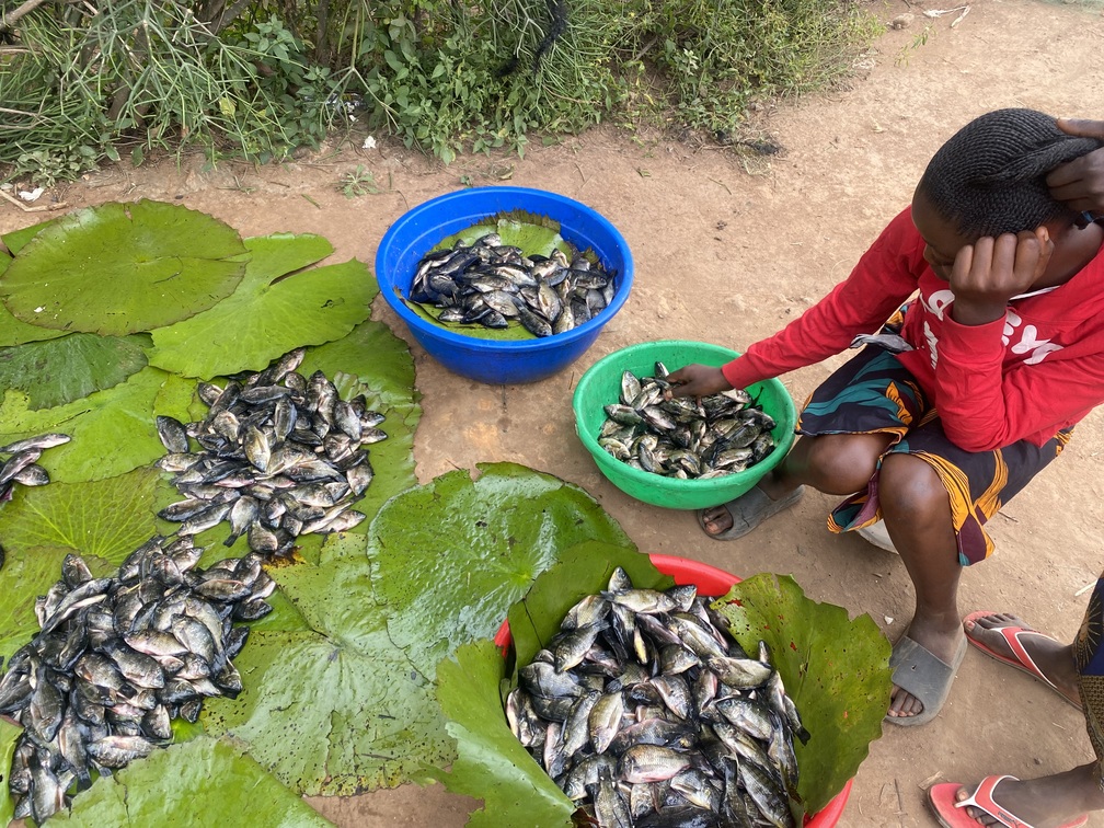 Des poissons pêchés mis en tas pour être vendu. Image de Saibe Kabila pour Mongabay.