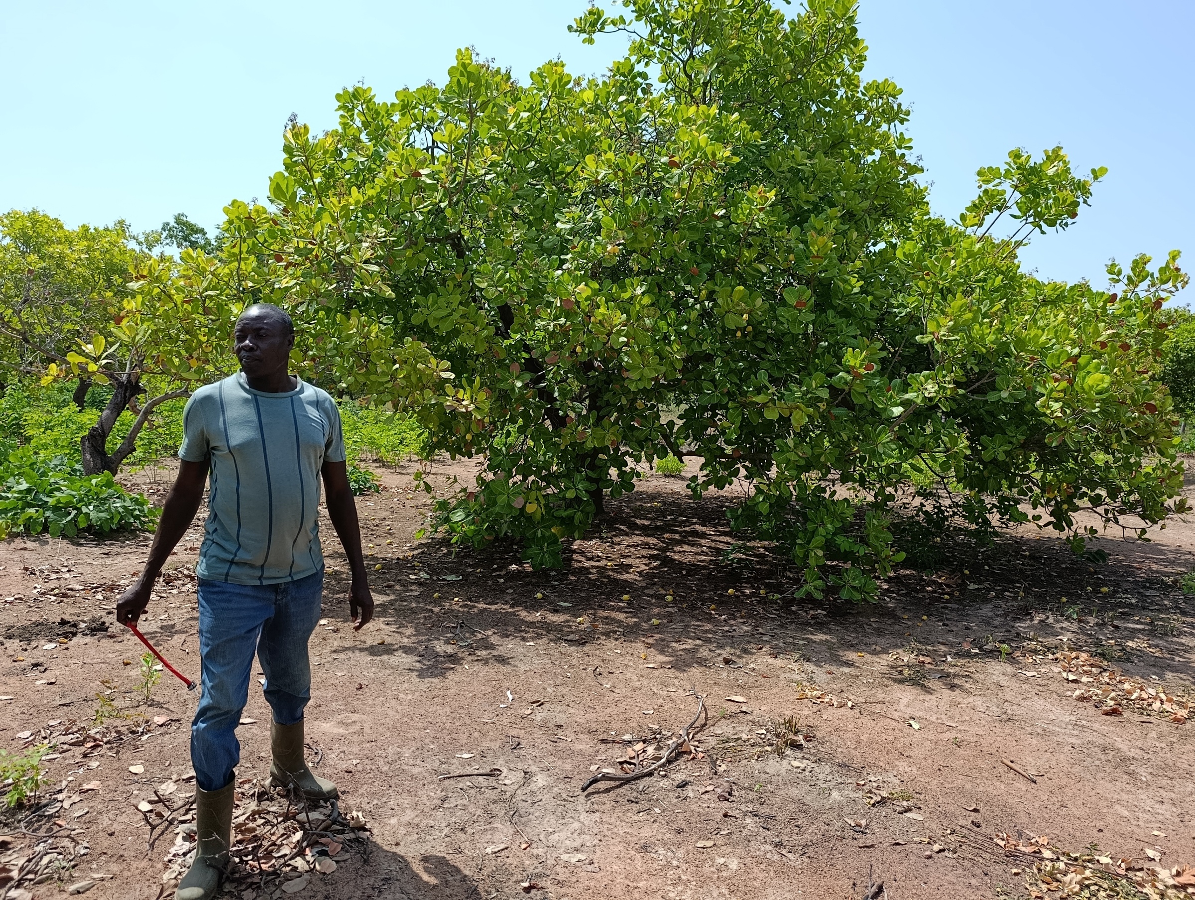 Marcel Koné dans son champ de 4 hectares, l'un des trois qu'il possède. Image de Roland Klohi pour Mongabay.
