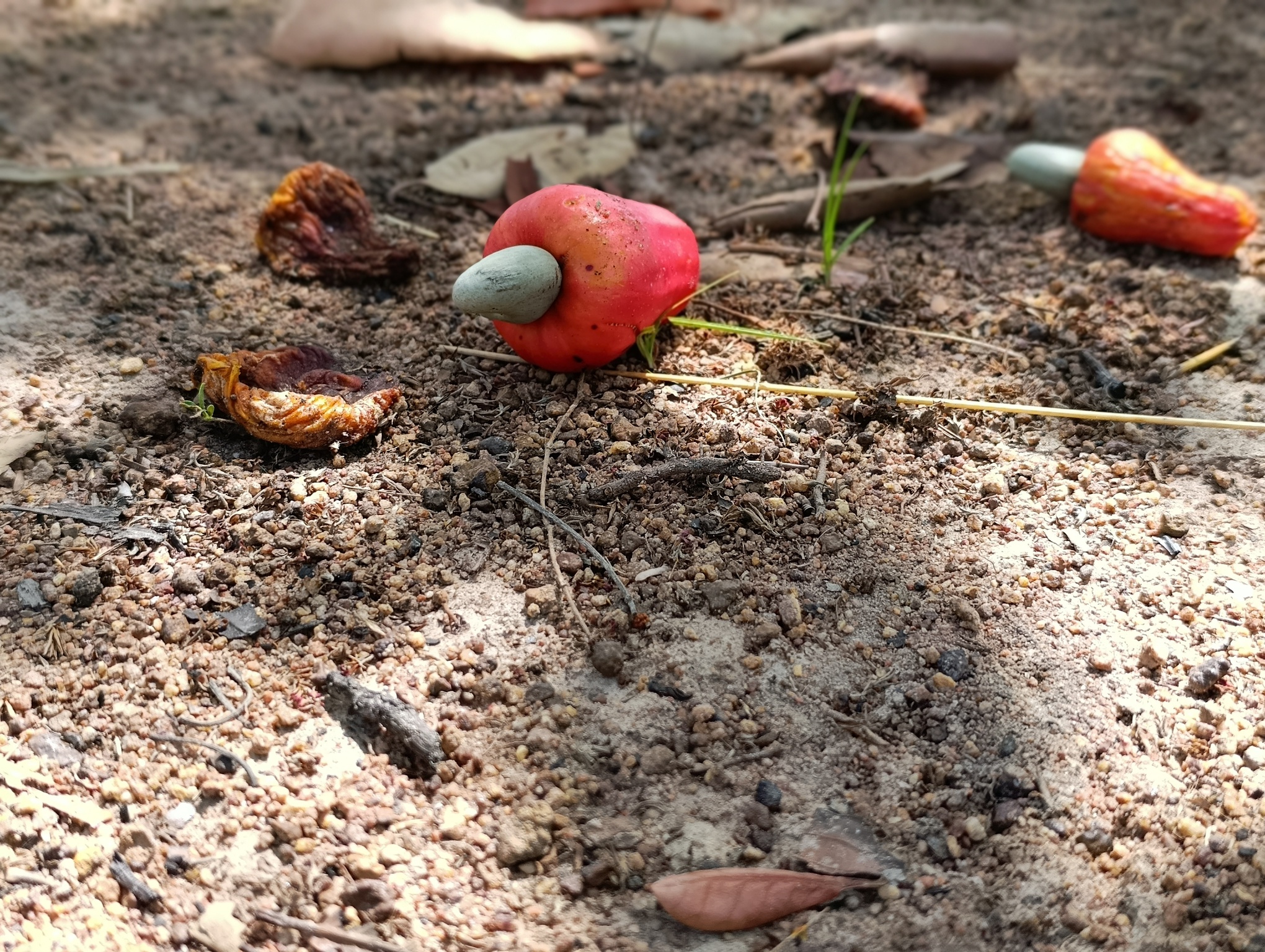 Des pommes de cajou dans le champ de Marcel Koné qui attendent d'être ramassées. Image de Roland Klohi pour Mongabay.