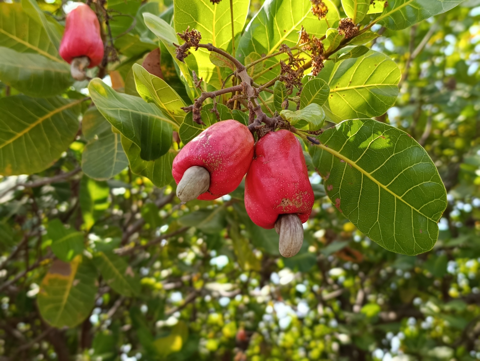 Des pommes de cajou bien mûres dans une plantation du département de Kouto en Côte d’Ivoire. Image de Roland Klohi pour Mongabay.