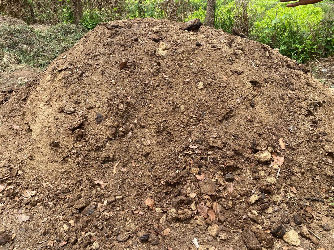 Tas d’excréments de bœuf. Photo de Mohamed Slem Camara pour Mongabay.