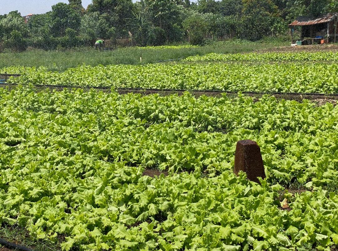 Planche de laitue au périmètre maraîcher Kosimankan. Photo de Mohamed Slem Camara pour Mongabay.