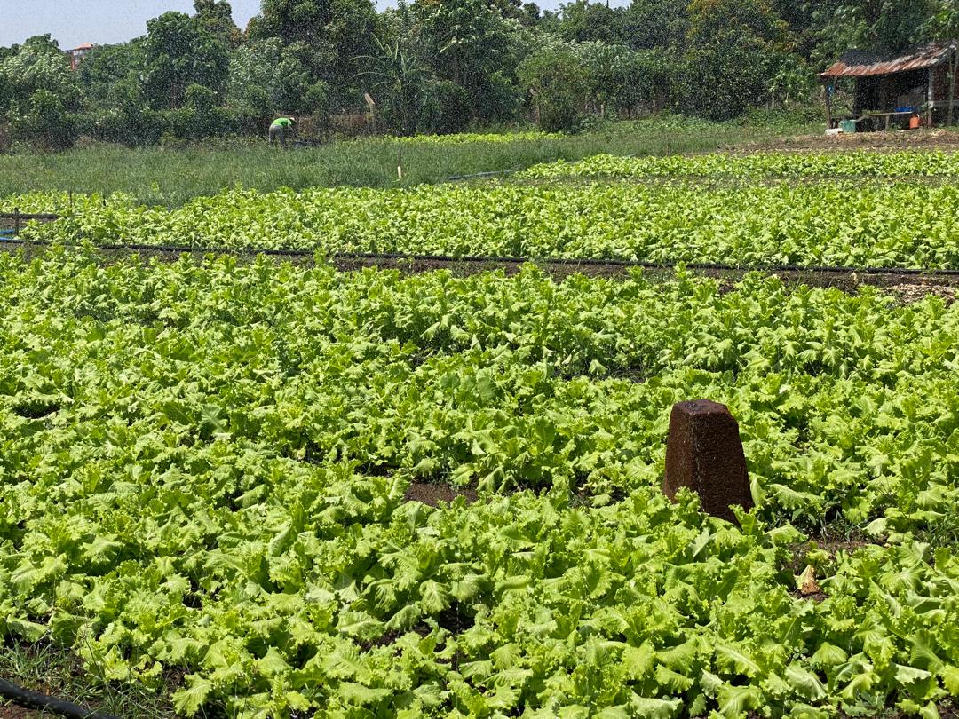 Planche de laitue au périmètre maraîcher Kosimankan. Photo de Mohamed Slem Camara pour Mongabay.