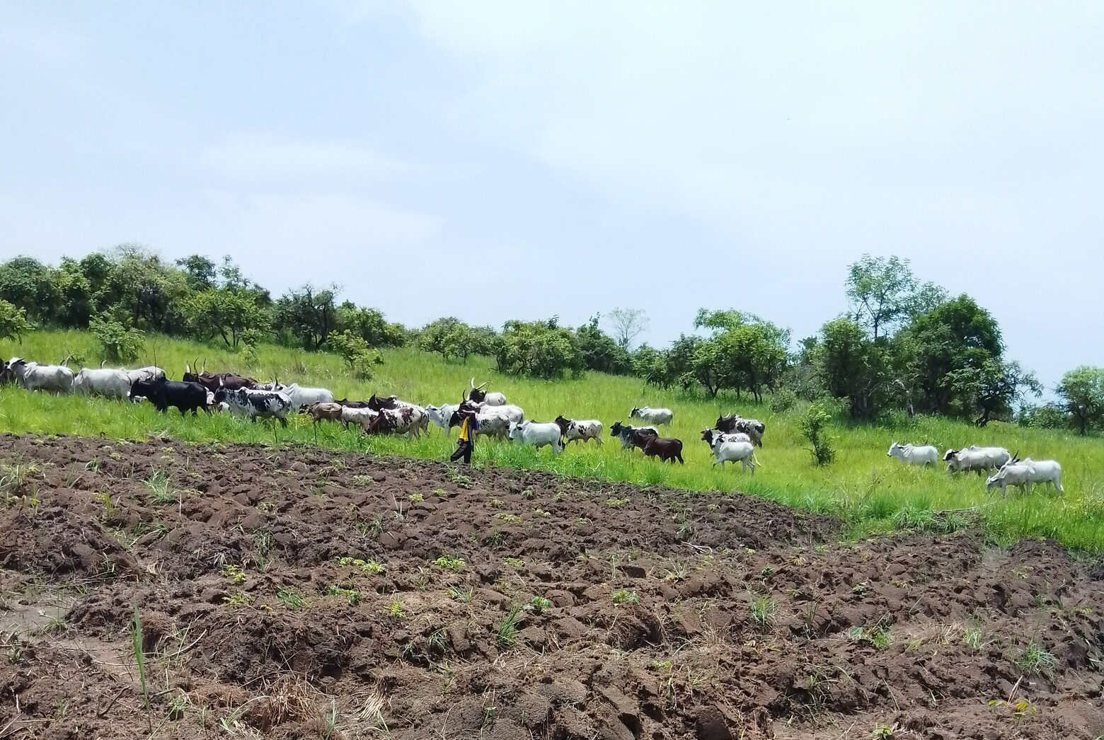 Un berger mène le 23 mai 2025 son troupeau au pâturage dans la savane de Mfaya, au village Yangben dans la région du Centre au Cameroun. Image d’Adrienne Engono pour Mongabay.