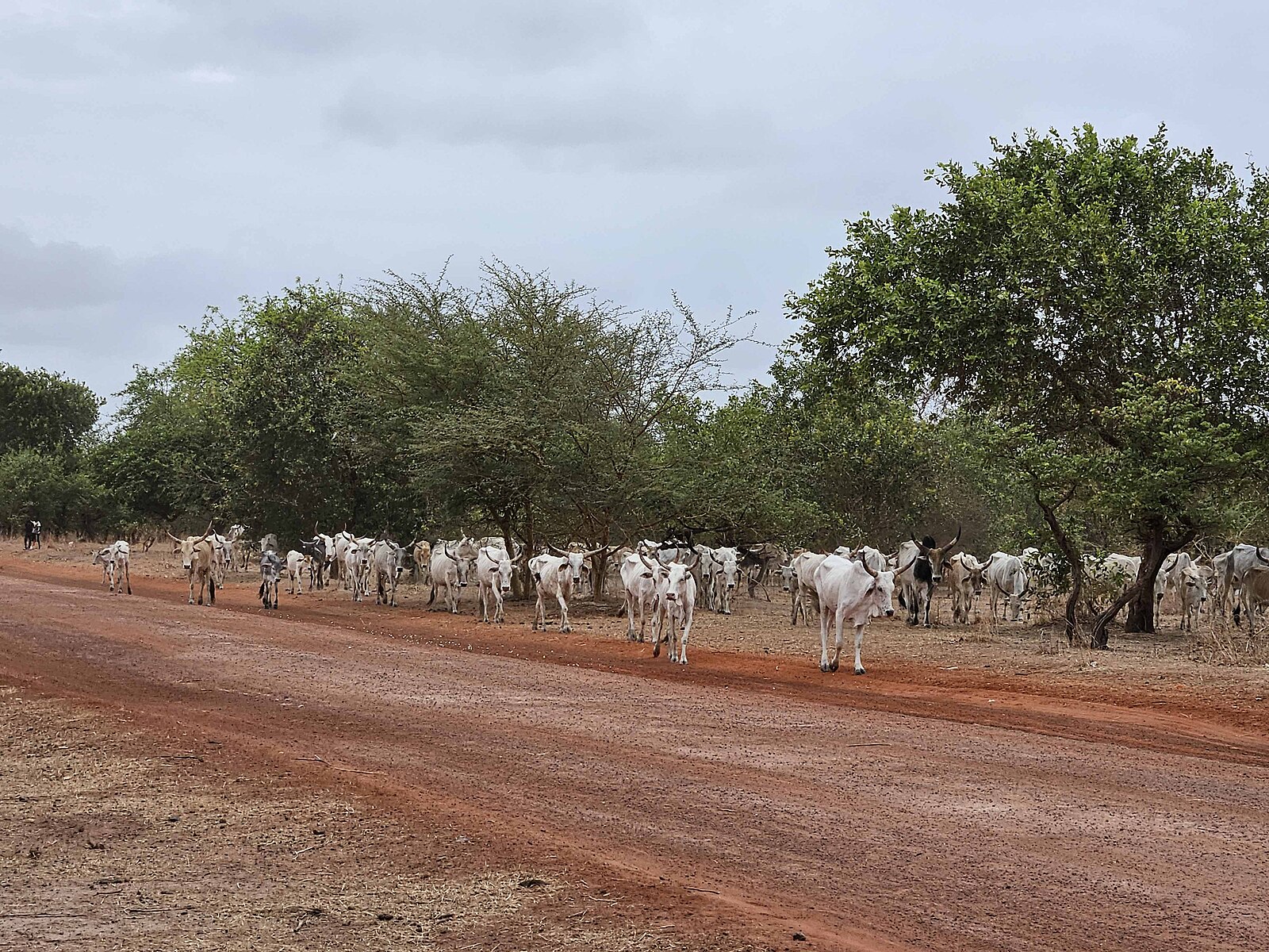 Un troupeau de zébus en transhumance à la recherche des herbes sèches. Image de Monicacommavia Wikimédia Commons (CC BY-SA 4.0).