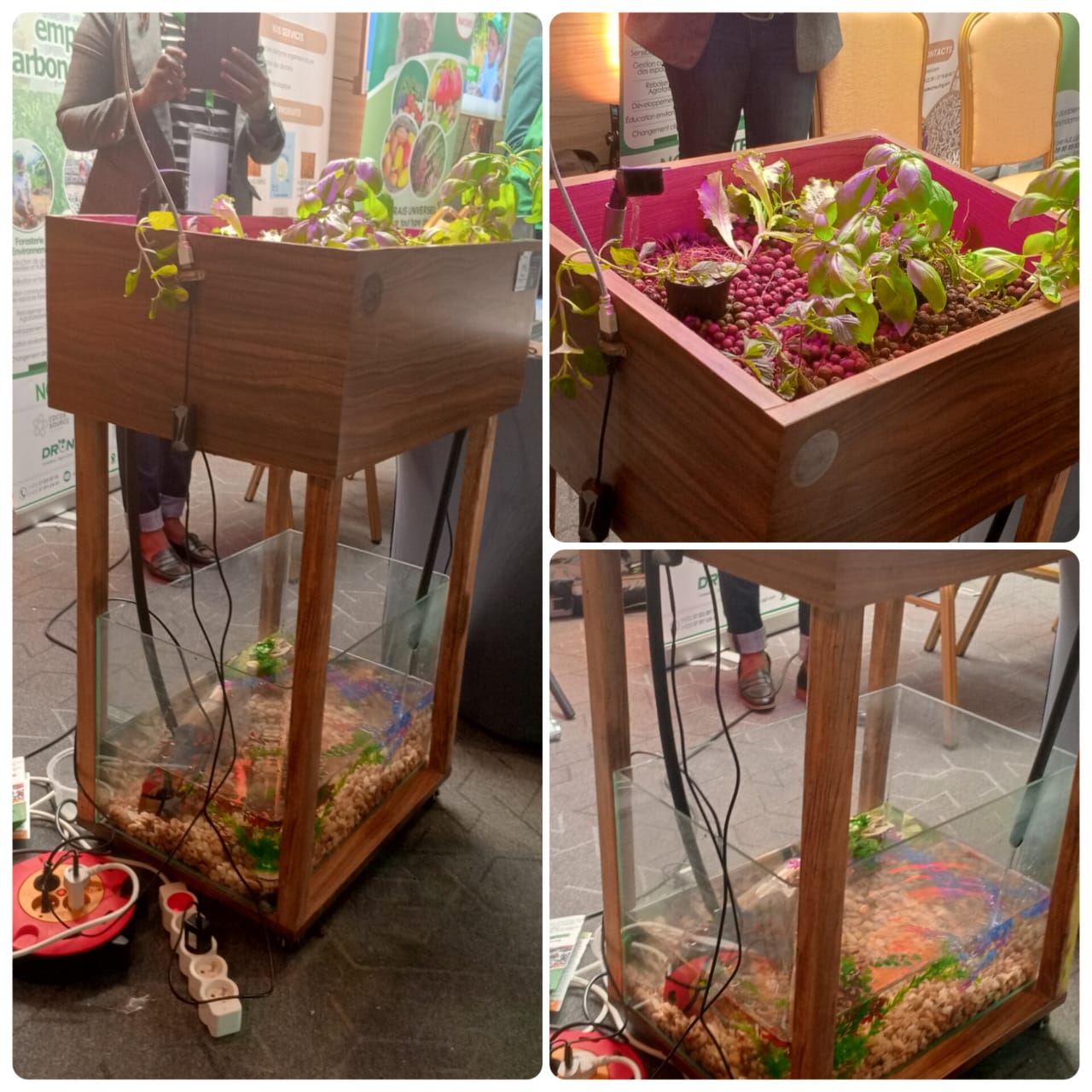 Système aquaponique en circuit fermé : une technique agricole durable qui associe élevage de poissons et culture de légumes, tout en économisant 90 % d’eau et en valorisant les déchets organiques. Image de Gaël Zozoro pour Mongabay.
