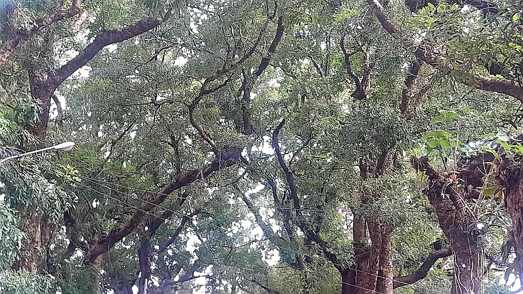 Le caïlcédrat, majestueux arbre pouvant atteindre 30 à 40 mètres de hauteur, représente l’ultime alternative pour lutter contre les effets du changement climatique en Guinée. Image de Younoussa Naby Sylla pour Mongabay.