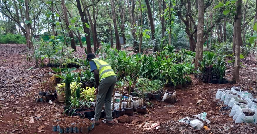 Kerfala Soumah, dans sa pépinière dans la forêt de Kakimbo en Guinée, est convaincu que lutte contre les effets du changement climatique passe par reboisement du pays par des essences locales comme le caïlcédrat, un arbre essentiel dans la protection de l’environnement, la purification de l’air et la prévention de l’érosion des sols. Image de Younoussa Naby Sylla pour Mongabay.