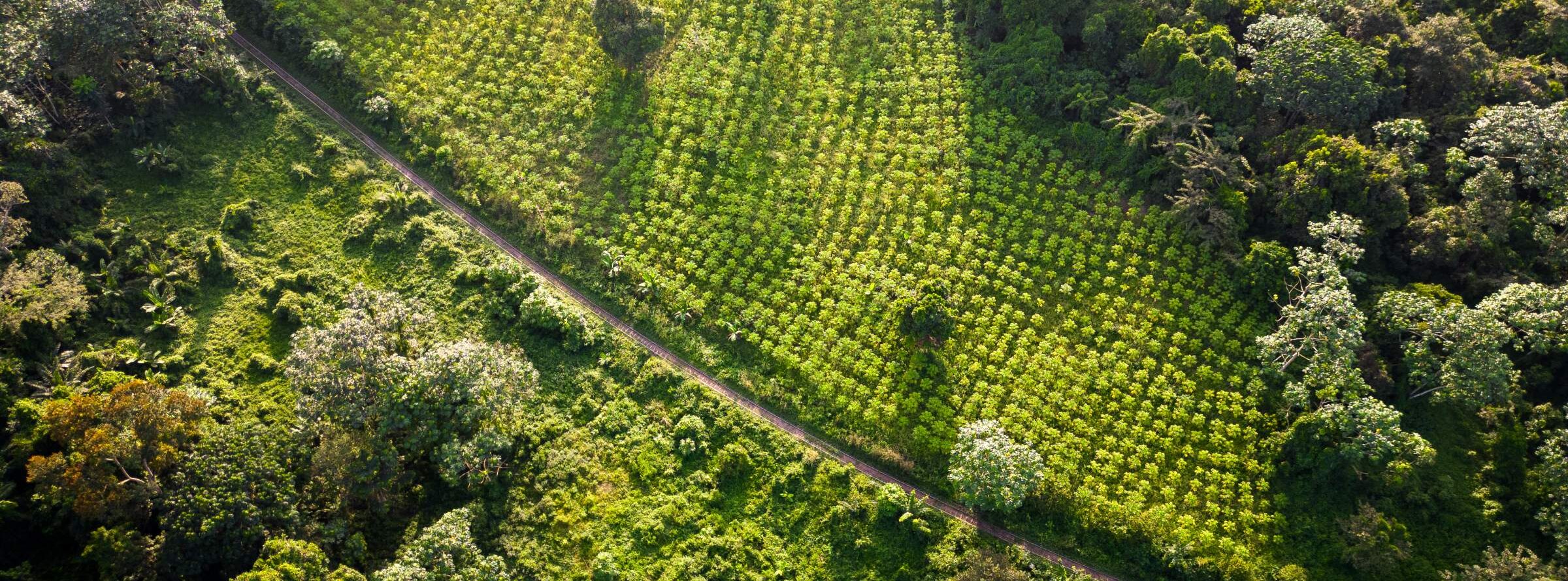 Certains outils de vérification des zones ayant subi la déforestation ne faciliteraient pas la détection avec précision de certaines végétations. Image avec l'aimable courtoisie de World Cocoa Foundation.