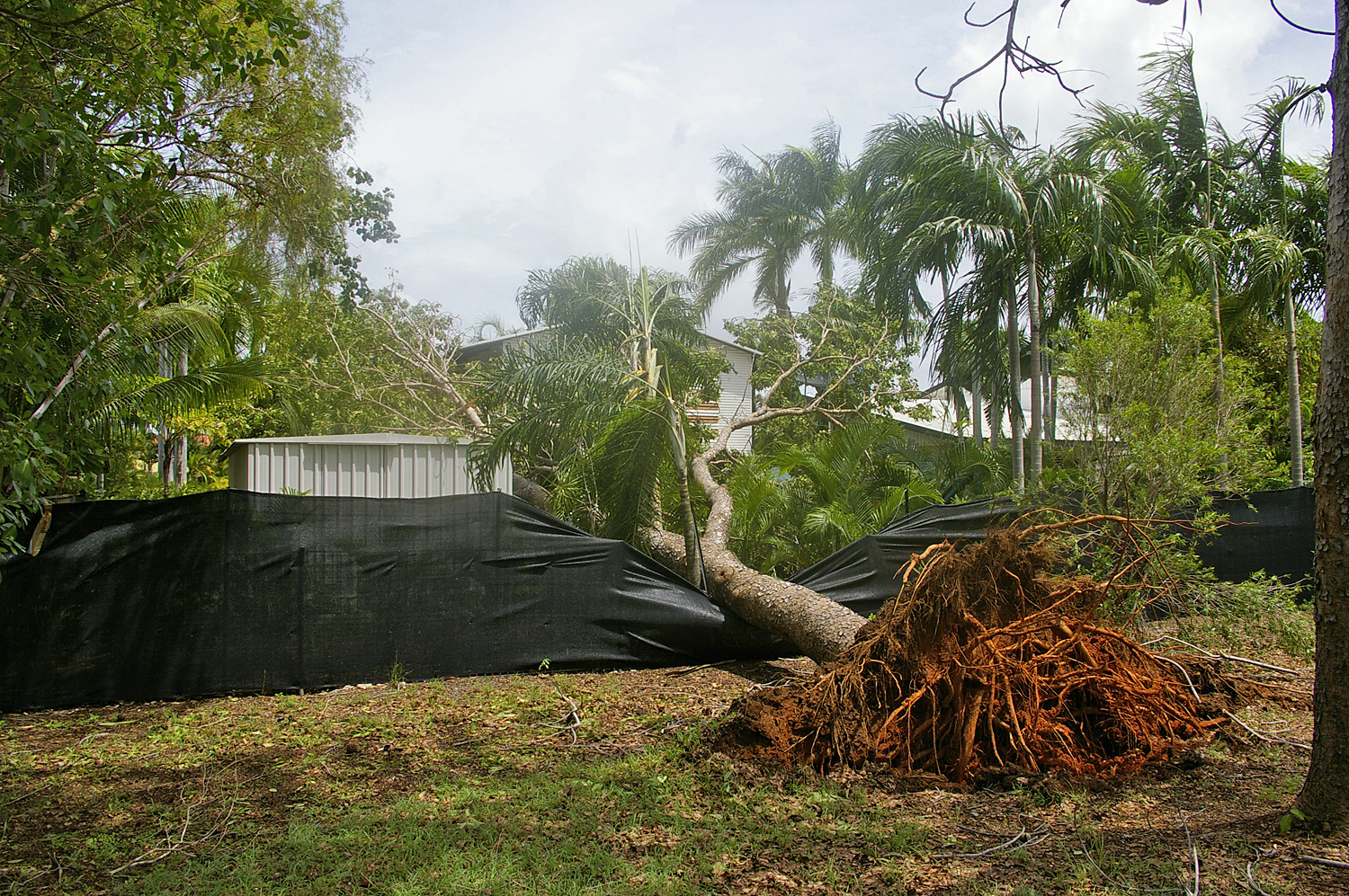 Un grand acajou africain (Khaya Senegalensis) qui a été déraciné lors du cyclone Helen. Image de Bidgee via Wikimédia Commons (CC BY 3.0).