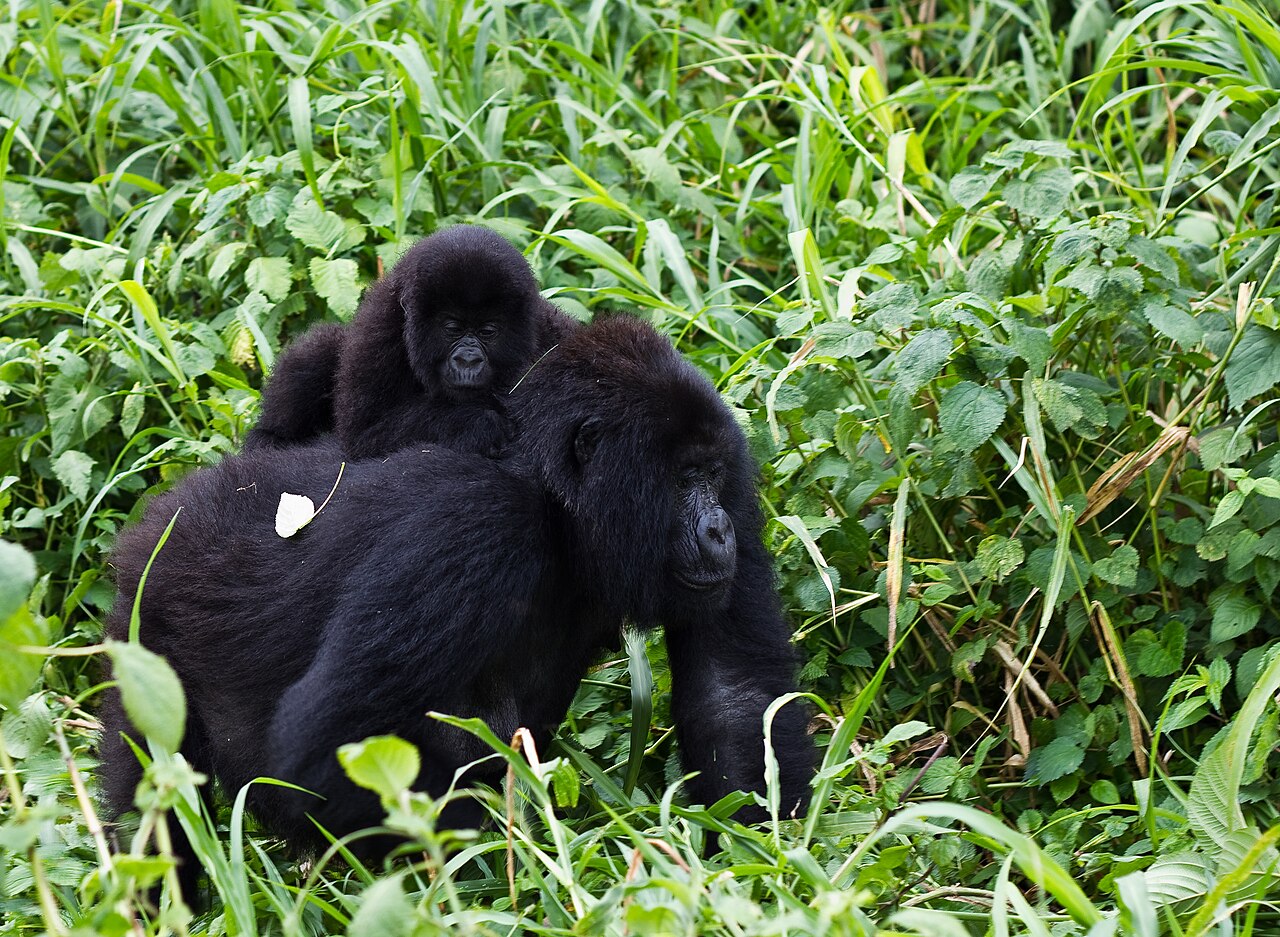 Image de bannière : Gorilles de montagne (Gorilla beringei beringei) dans le Parc national des Virunga. Image de Cai Tjeenk Willink via Wikimédia Commons (CC BY-SA 3.0).